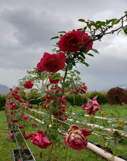 Fiori